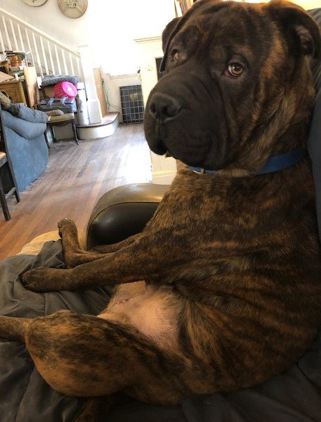 Sammy