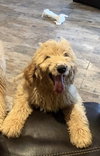 Barkley