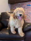Barkley