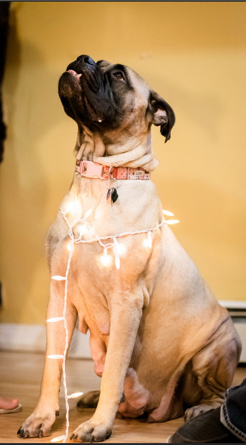 Lila Mae