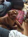 Lucy