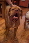 Lucy