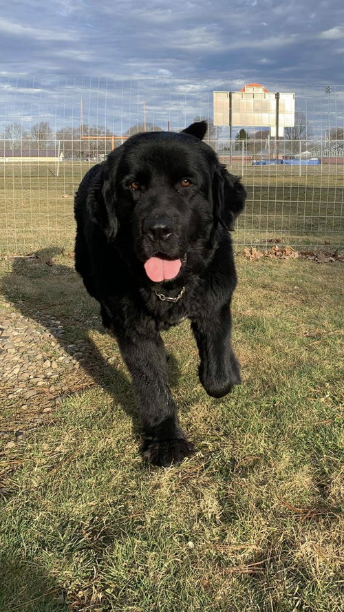 Josie