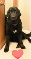 Josie