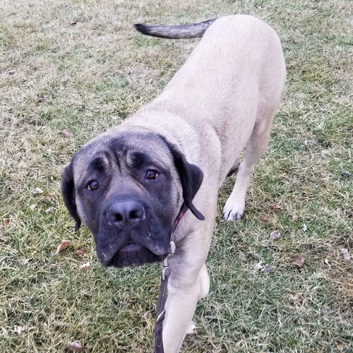 Stella