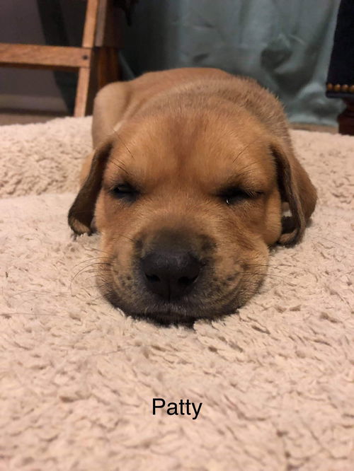 Patty