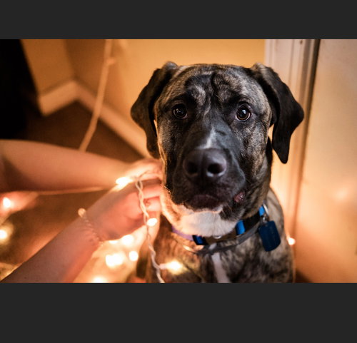 Axel