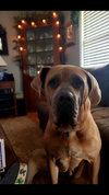 Meesha