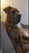 Meesha
