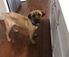 Caila