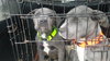 Bobby (Green Collar)