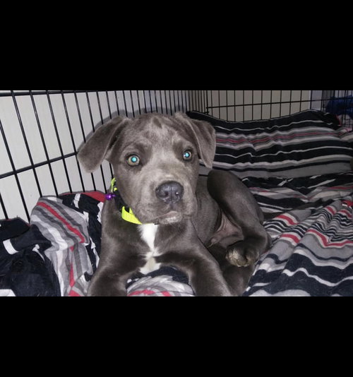 Bobby (Green Collar)