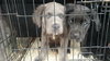 Peter (Brindle)