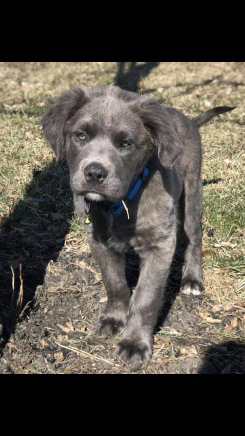 Peter (Brindle)