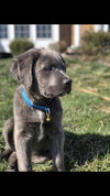 Peter (Brindle)