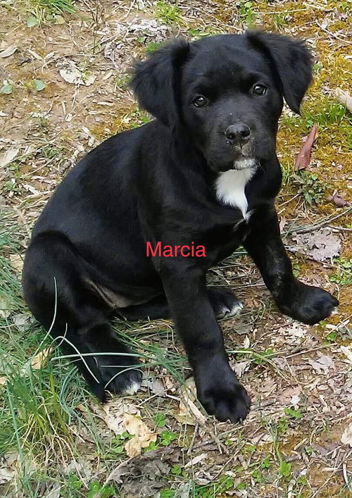 Marcia