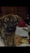 Pippa