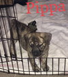 Pippa