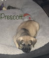 Prescott