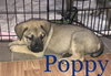 Poppy