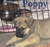 Poppy