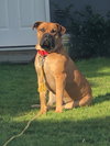 Leonidas