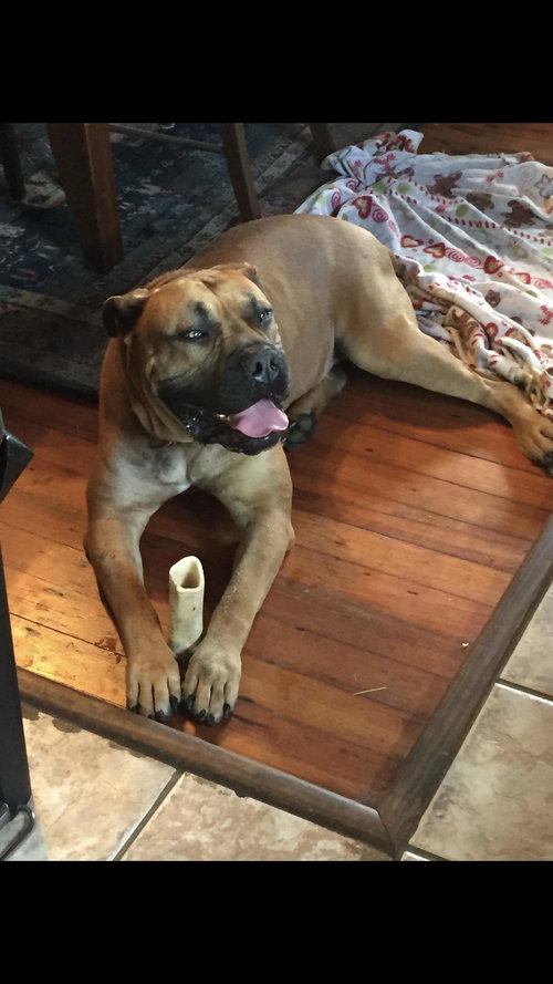 Leonidas