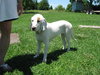 Lola