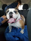 Agatha