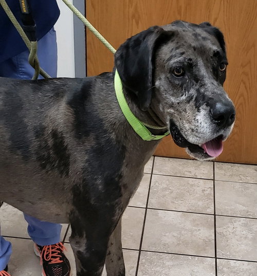 Luna (Great Dane)