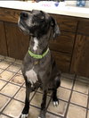 Luna (Great Dane)