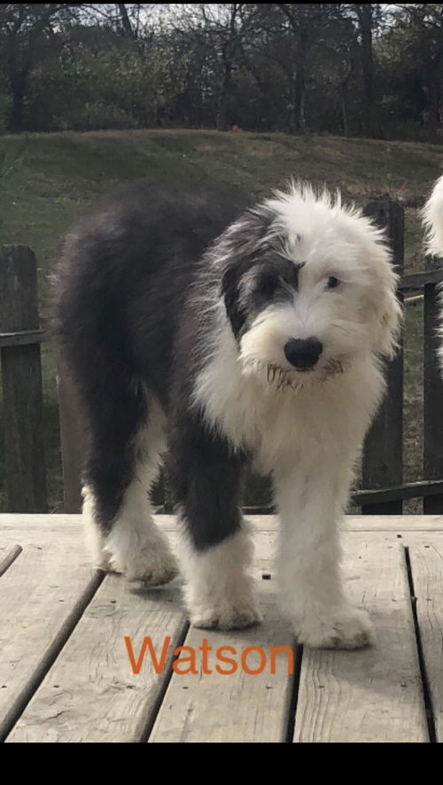 Watson