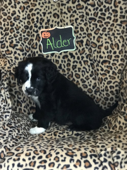 Alder