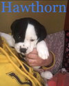 Hawthorn