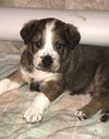 Hickory (Henry)