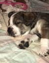 Hickory (Henry)