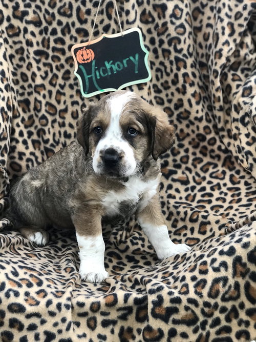 Hickory (Henry)