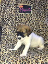 Magnolia (now Ada) (Breyfogle)