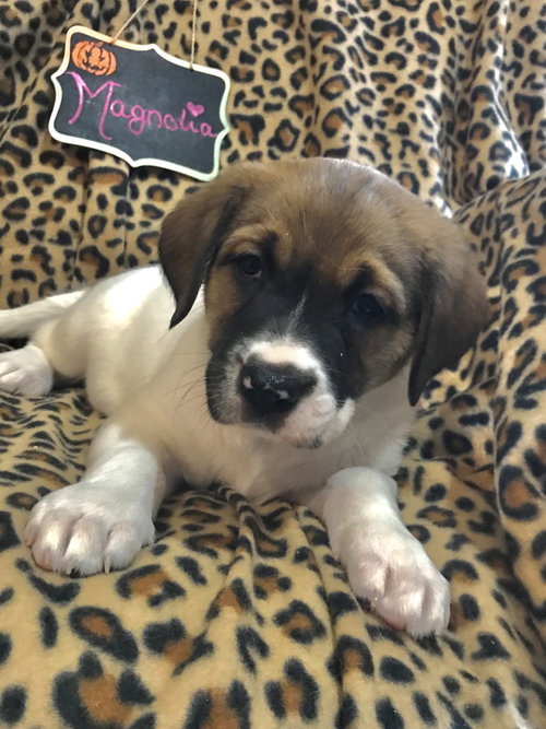 Magnolia (now Ada) (Breyfogle)