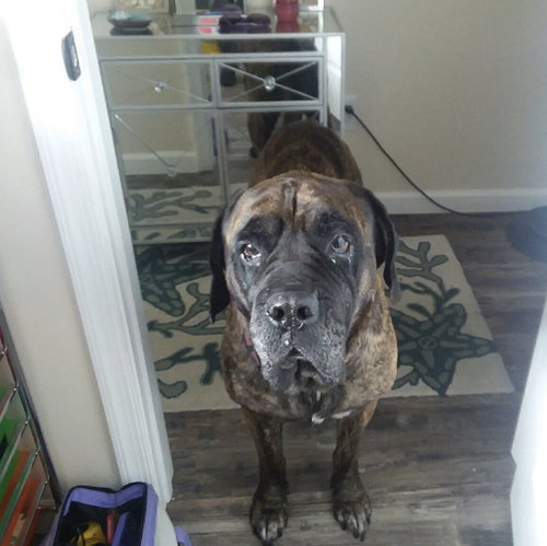 Bella