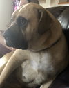 Amaya