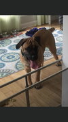 Augie