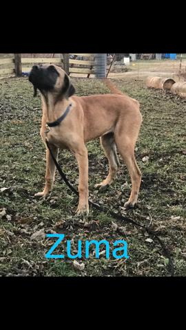 Zuma