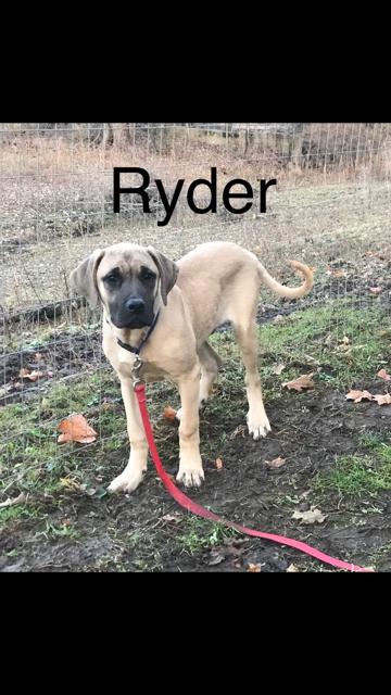 Ryder