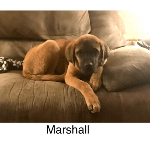 Marshall