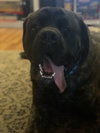 Malachi