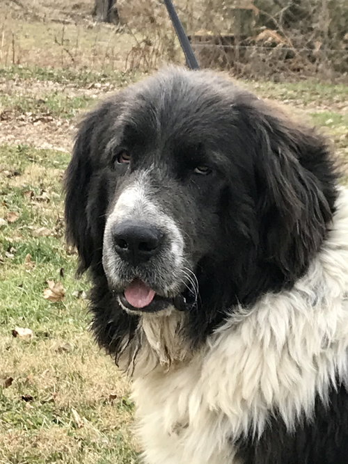 Sirius