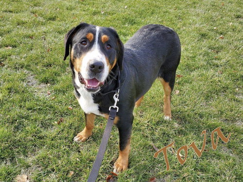 Tova