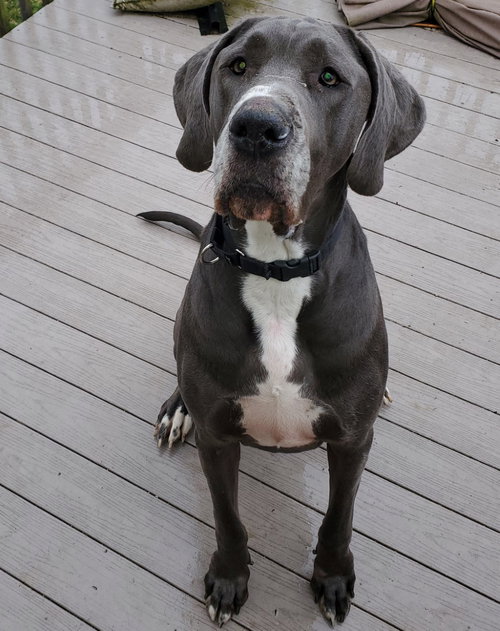 Maximus
