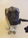 Loki